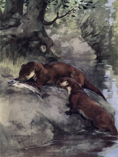 Eles deixaram um bonnie grilse na escarpa (lito colorido) de George Denholm Armour
