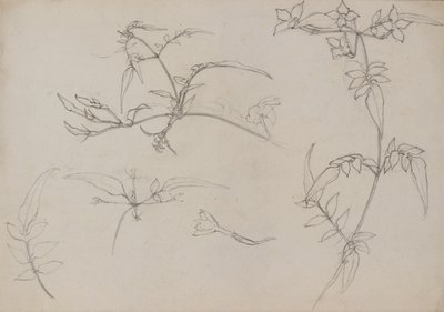 Desenho botânico de George Dutch Davidson