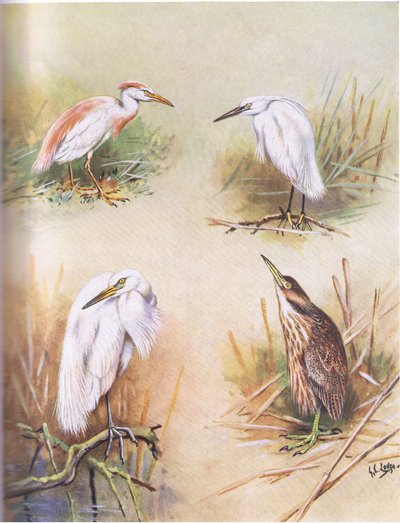 Garça-real, garça-branca-pequena, garça-branca-grande, garça-branca-americana (liteira) de George Edward Lodge