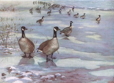 Gansos do Canadá (litografia) de George Edward Lodge