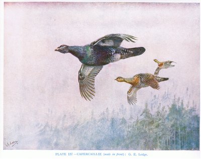 Tetraz (macho à frente), ilustração de "British Birds" de Kirkman  Jourdain de George Edward Lodge