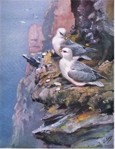 Fulmars (litografia) de George Edward Lodge