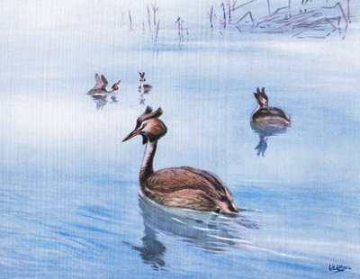 Mergulhão-de-crista (litografia) de George Edward Lodge