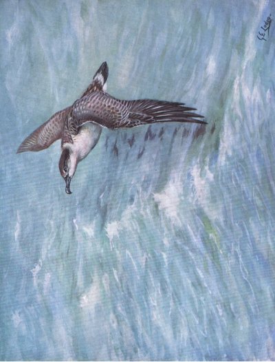 Cagarra (litografia) de George Edward Lodge