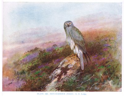 Hen Harrier (macho), ilustração de "British Birds" de Kirkman  Jourdain de George Edward Lodge