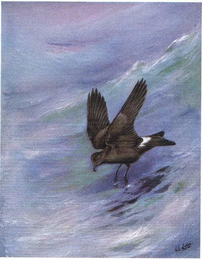 Alma-de-mestre da forquilha de Leach (litografia) de George Edward Lodge