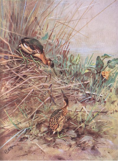 Garça-branca-pequena (litografia) de George Edward Lodge