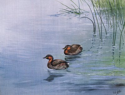 Mergulhão pequeno (litografia) de George Edward Lodge