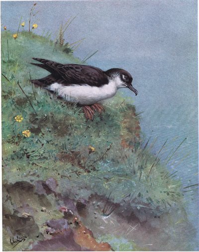 Cagarra (litografia) de George Edward Lodge