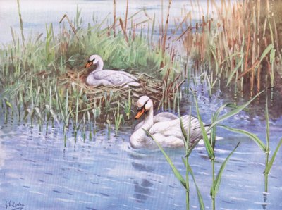 Cisne mudo (litografia) de George Edward Lodge