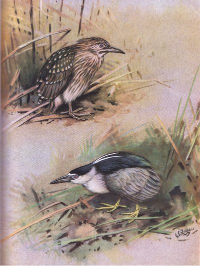 Garça-real (litografia) de George Edward Lodge