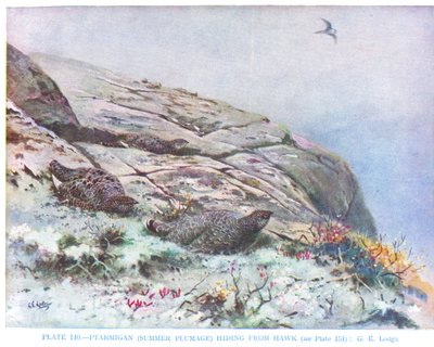 Perdiz escondida de um falcão, ilustração de "British Birds" de Kirkman  Jourdain de George Edward Lodge