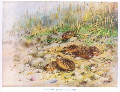 Codornizes, ilustração de "British Birds" de Kirkman  Jourdain de George Edward Lodge