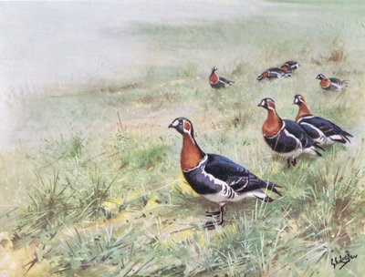 Gansos de peito vermelho (litografia) de George Edward Lodge
