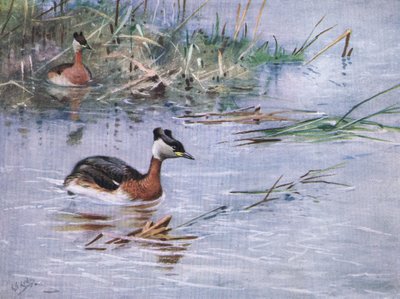 Mergulhão de pescoço vermelho (litografia) de George Edward Lodge