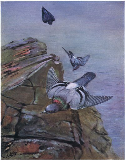 Pomba-das-rochas (litografia) de George Edward Lodge