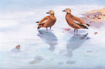 Patos de peluche (litografia) de George Edward Lodge
