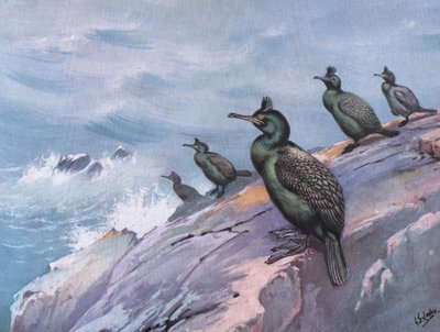 Corvo-marinho-verde (litografia) de George Edward Lodge