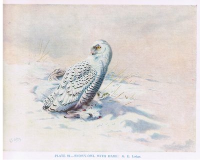 Snowy Owl with Hare, ilustração de "British Birds" de Kirkman  Jourdain de George Edward Lodge