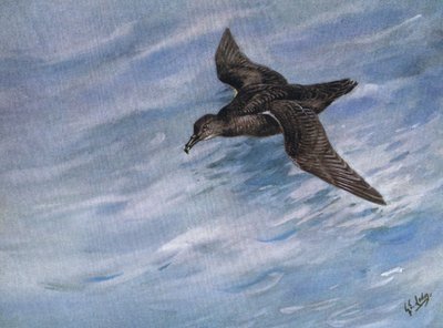Pardela-preta (litografia) de George Edward Lodge