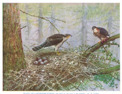 Sparrow Hawk, ilustração de "British Birds" de Kirkman  Jourdain de George Edward Lodge