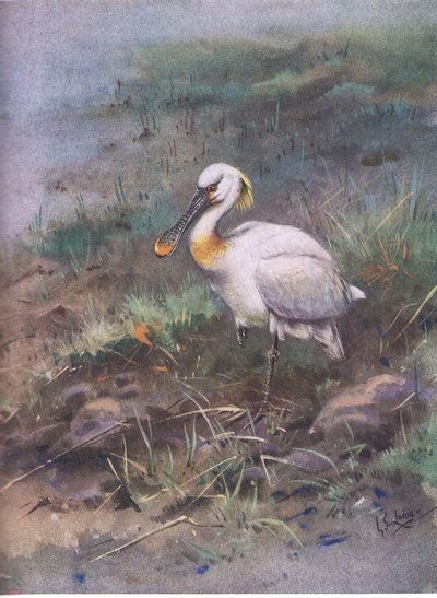 Colhereiro (litografia) de George Edward Lodge