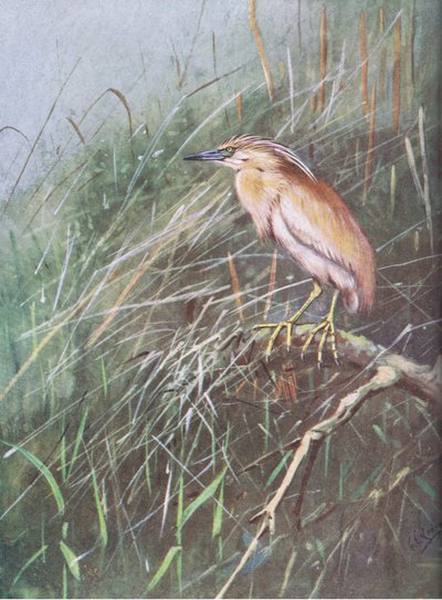 Garça-real (litografia) de George Edward Lodge