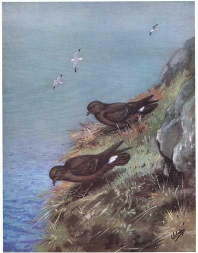 Alma-de-mestre (litografia) de George Edward Lodge