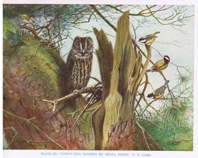 Coruja-das-torres cercada por pequenas aves, ilustração de "British Birds" de Kirkman  Jourdain de George Edward Lodge