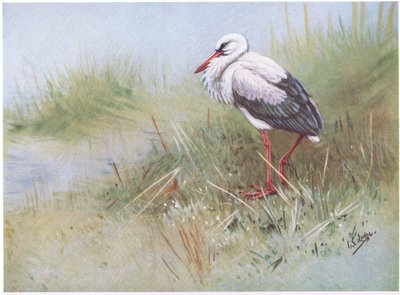 Cegonha branca (litografia) de George Edward Lodge