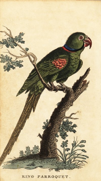 Periquito alexandrino, Psittacula eupatria.,1800 (gravura) de George Edwards