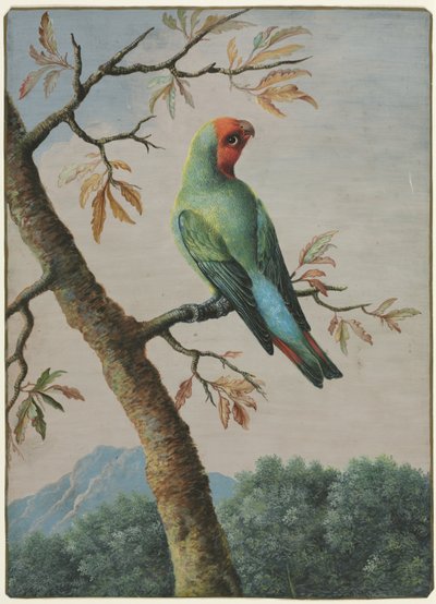 Estudo de aves de George Edwards