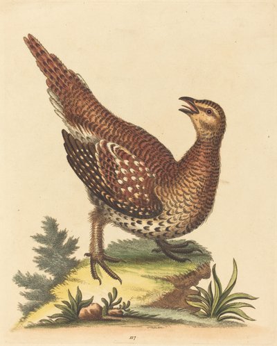 Pássaro salpicado marrom de George Edwards