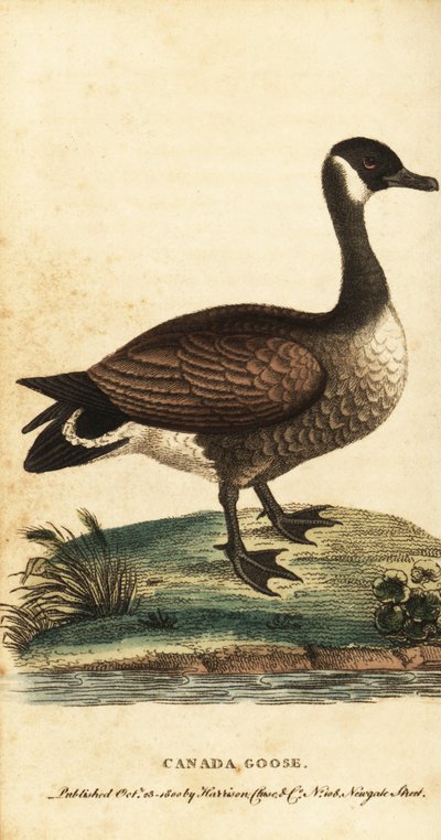 Canadá ganso, Branta canadensis.,1800 (gravura) de George Edwards