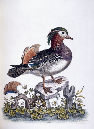Cerceta Chinesa, 1746 de George Edwards