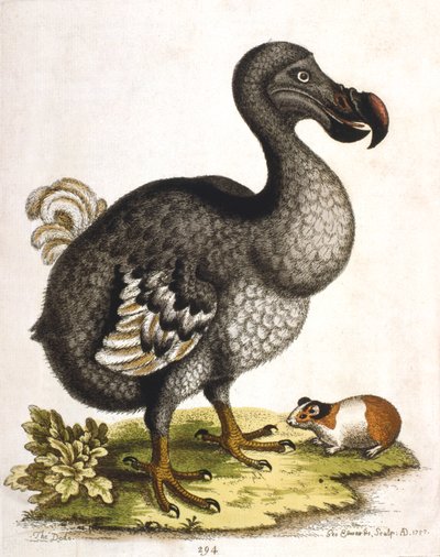 Dodô e cobaia, 1750 de George Edwards