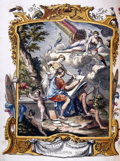 Frontispício de "Uma história natural de pássaros incomuns e de alguns outros animais raros e não descritos, ..", 1739-1751 de George Edwards
