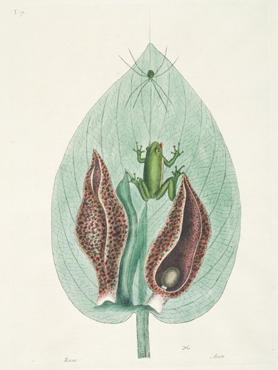 Beija-flores grandes e pequenos do Suriname de George Edwards