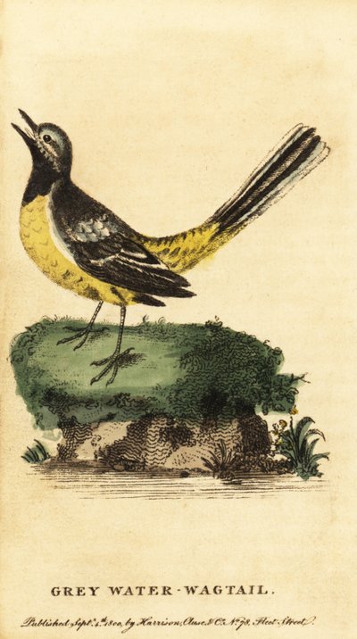 Rabo de Asa Cinzenta, Motacilla cinerea. ,1800 (gravura) de George Edwards