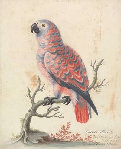Papagaio da Guiné de George Edwards