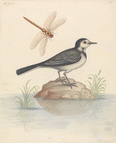 Cauda de Pied Wagtail e Libélula de George Edwards