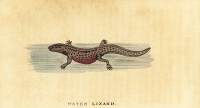 Tritão liso, Lissotriton vulgaris. ,1800 (gravura) de George Edwards