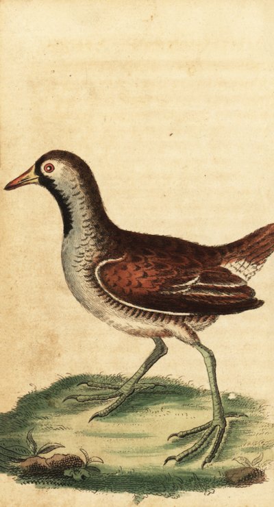 Sora, Porzana carolina. ,1800 (gravura) de George Edwards