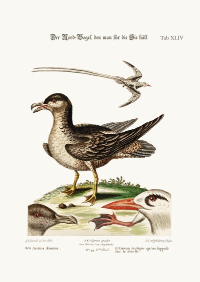 O pássaro Arctick, supostamente a galinha. O pássaro de Tropick, 1749-73 de George Edwards