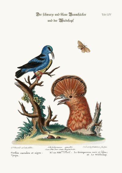 A Trepadeira Azul e Preta e a Galinha Poupa, 1749-73 de George Edwards