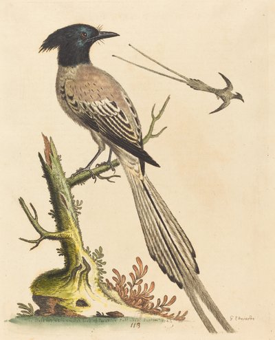 A ave de crista preta e branca do paraíso, publicada em 1743. de George Edwards