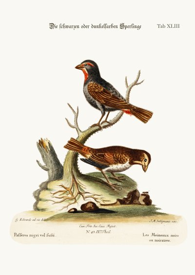 Os pardais negros ou escuros, 1749-73 de George Edwards