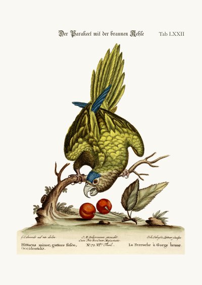 O Parrakeet Marrom-throated, 1749-73 de George Edwards