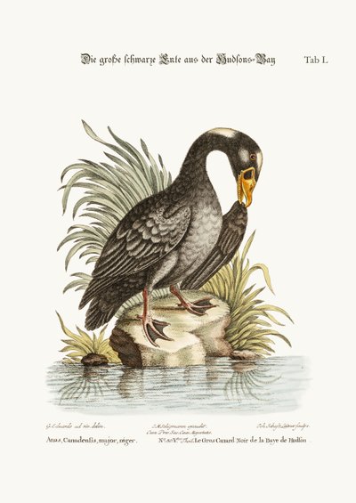 O Grande Pato Preto da Baía de Hudson, 1749-73 de George Edwards