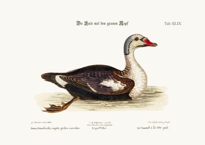 O pato de cabeça cinza, 1749-73 de George Edwards